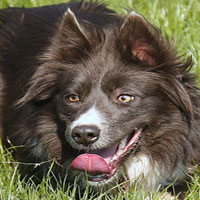 Tip, Tricolour Border Collie